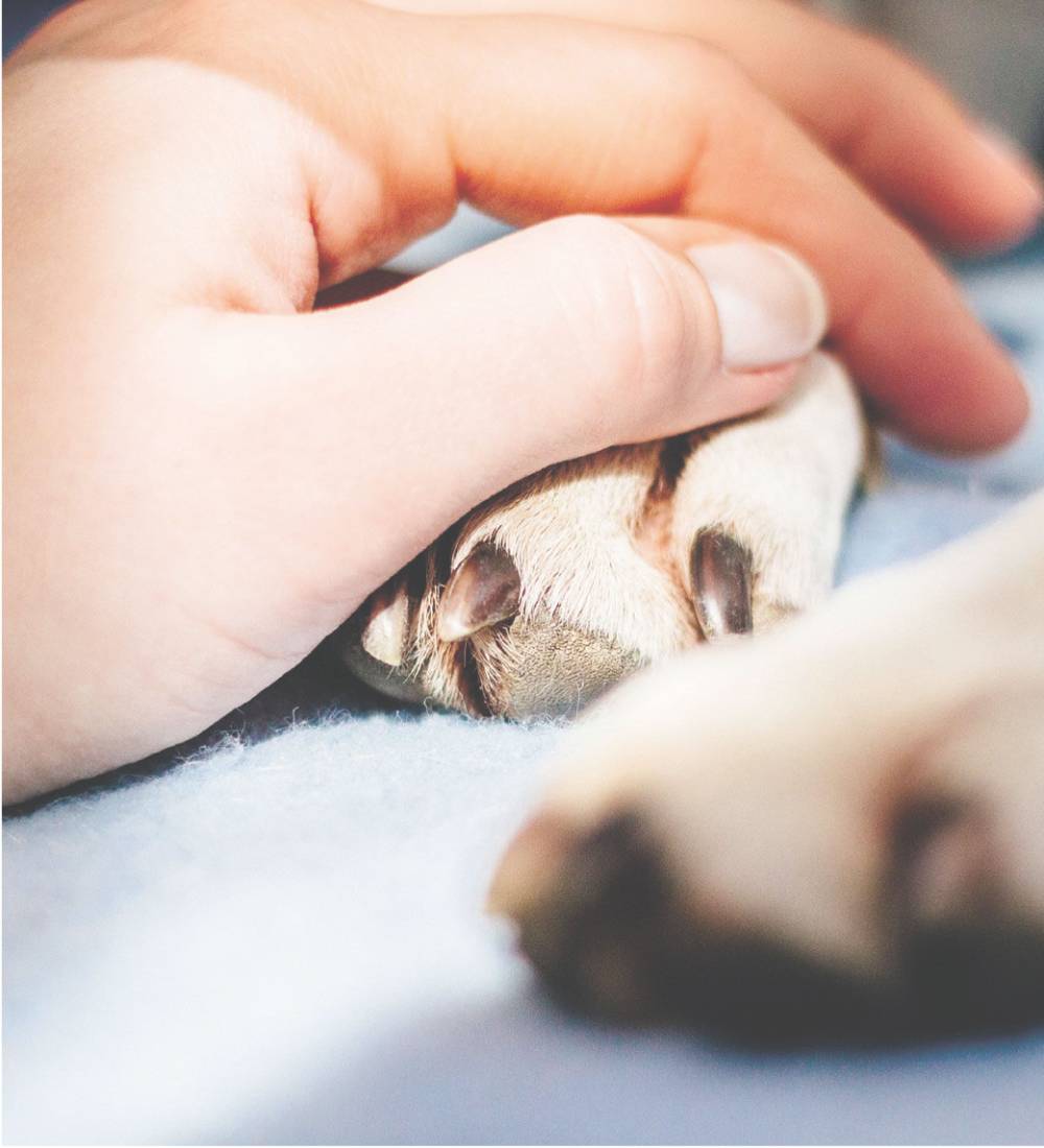 Duelo por la mascota