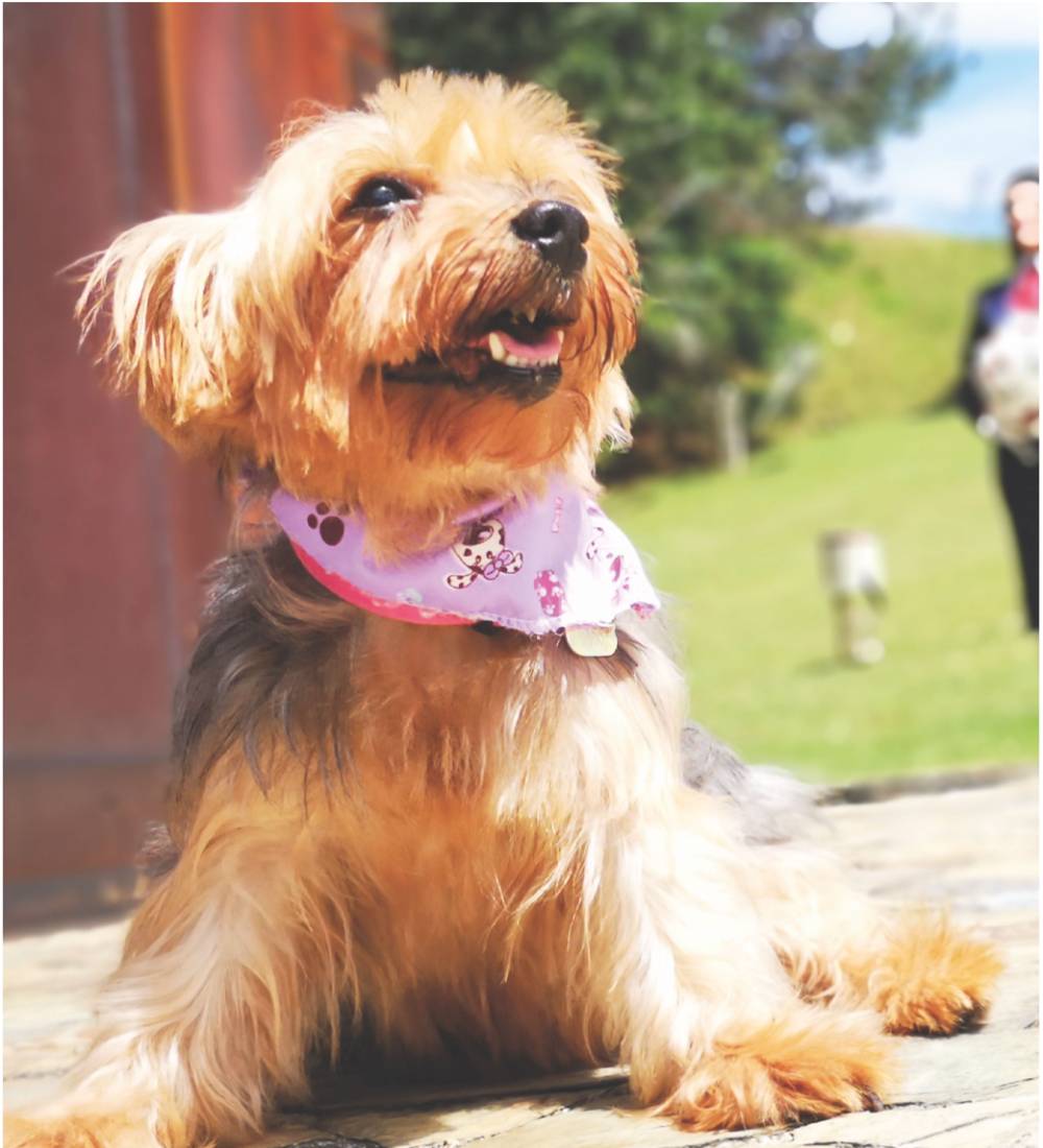 ¿Cómo enfrentar la pérdida?