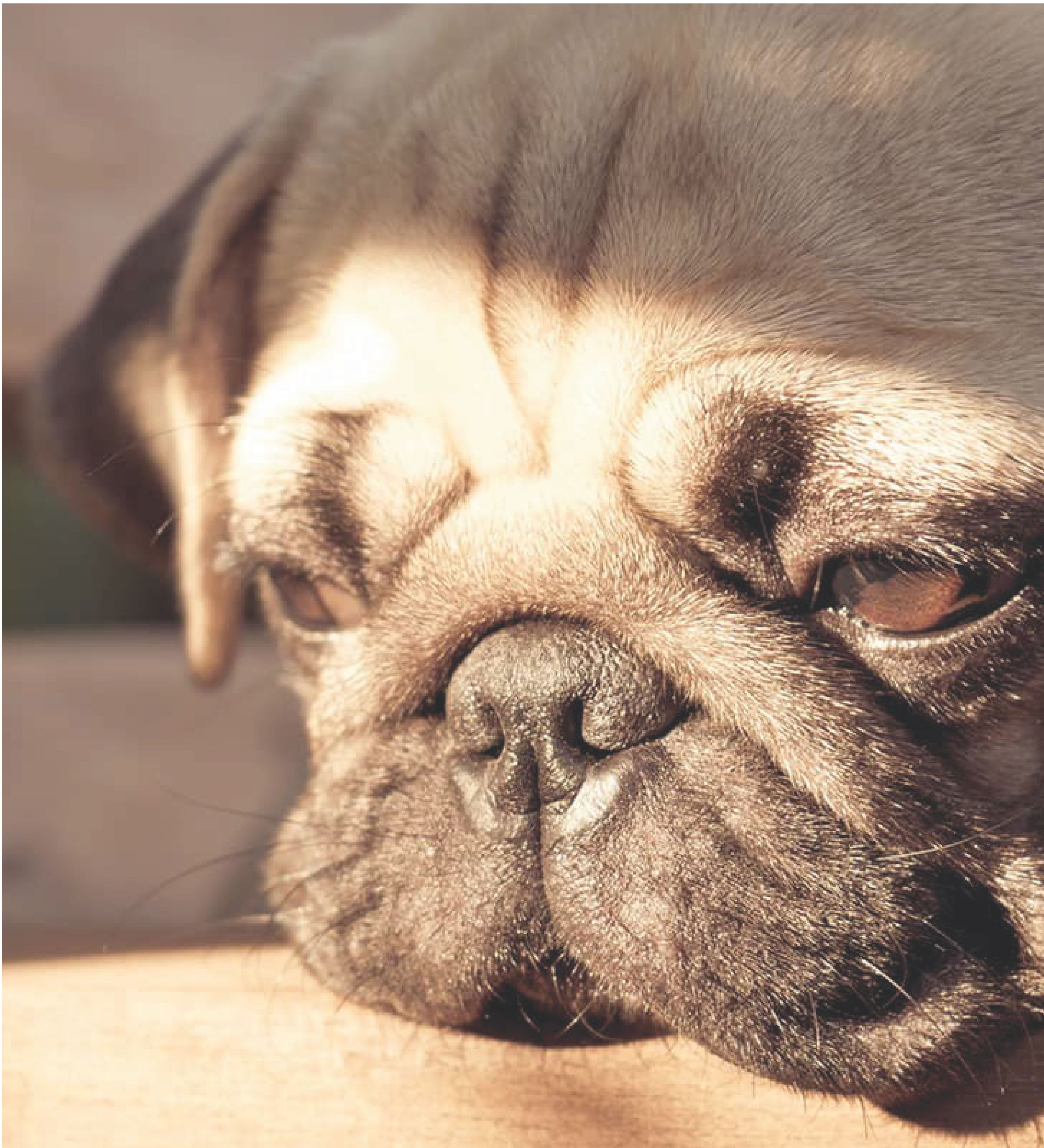 Así expresan los perros y gatos el luto